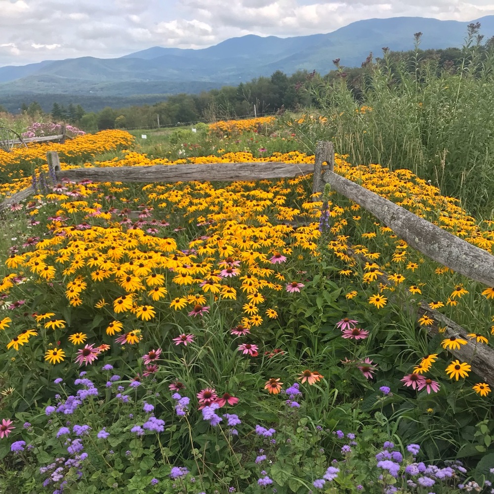 Meet your Posher, Ally